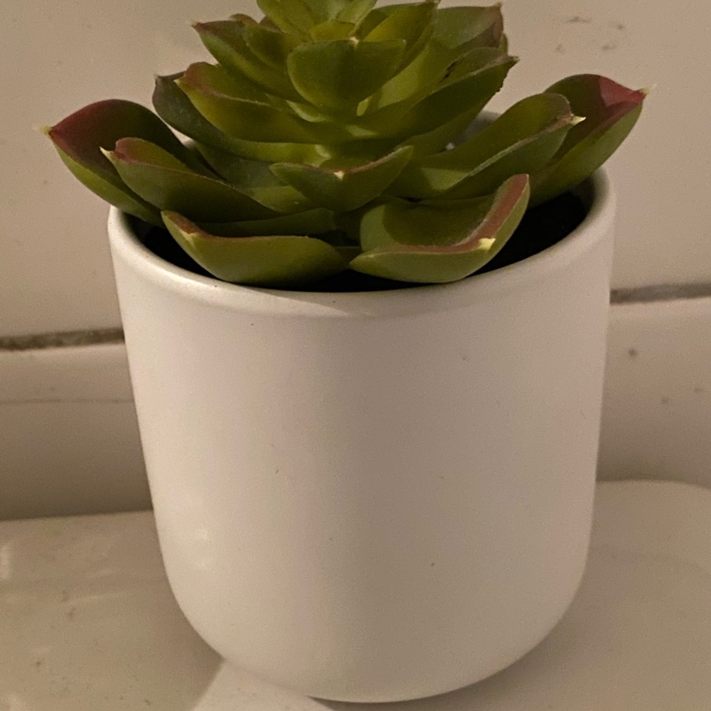 Great Size Succulent Plant